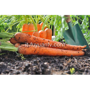 Carota fresca di grandi dimensioni e nutriente